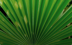 Serenoa Repens - ingrediente naturale