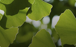 Ginkgo Biloba - migliora la circolazione